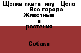 Щенки акита -ину › Цена ­ 60 - Все города Животные и растения » Собаки   . Адыгея респ.,Майкоп г.